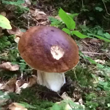 Montagne Avec Cheminee - 4 Chambres, Animaux Acceptes - Fr-1-582-243 Araules