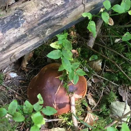 Tatil Evi Montagne Avec Cheminee - 4 Chambres, Animaux Acceptes - Fr-1-582-243 Araules